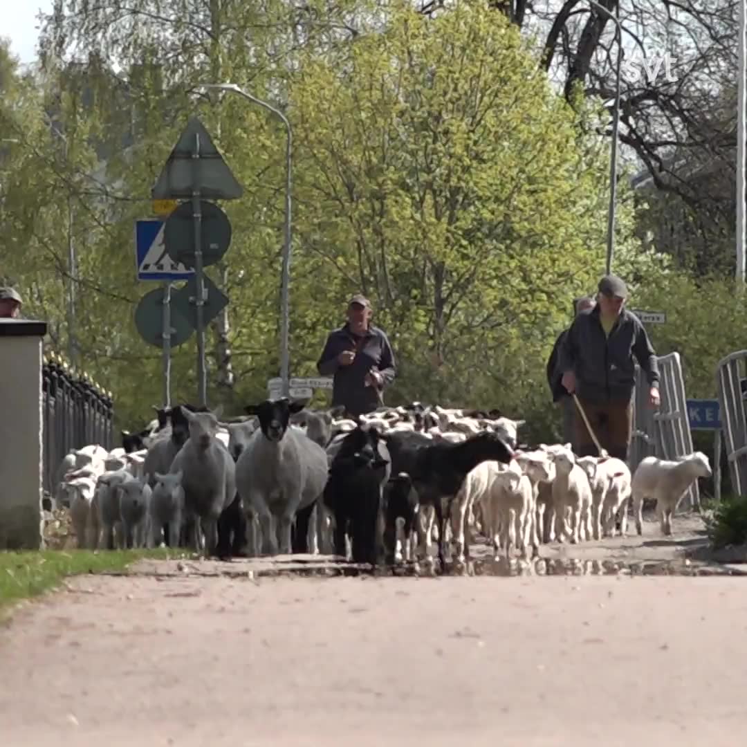 Här släpps 150 lamm ut på sommarbete i Borlänge – vallas en halv mil
